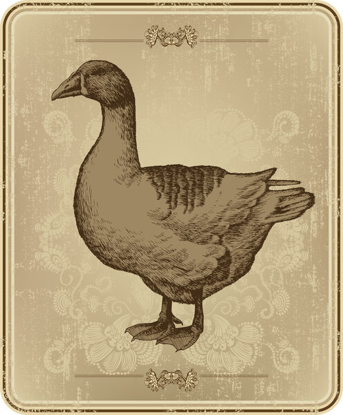 Винтажное меню с гусями, ручной рисунок. Векторная иллюстрация
.
