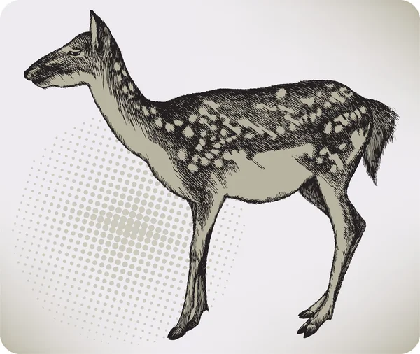 Benekli geyik, el çizimi. vektör çizim — Stok Vektör