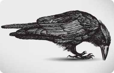 Black raven bird, hand-drawing. Vector illustration. clipart