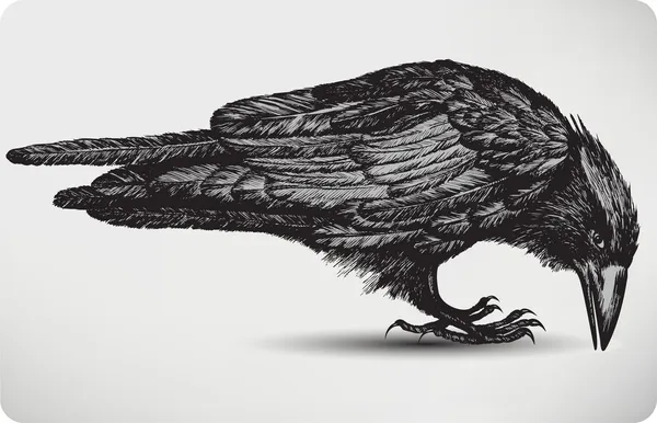 Pássaro corvo preto, desenho à mão. Ilustração vetorial . Ilustrações De Bancos De Imagens Sem Royalties