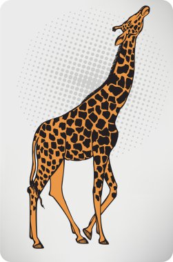 hayvan zürafa. vektör çizim.