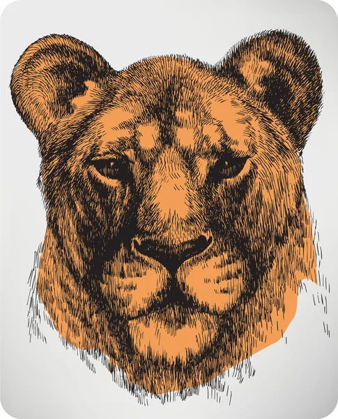 Lionne animale, dessin à la main. Illustration vectorielle . — Image vectorielle