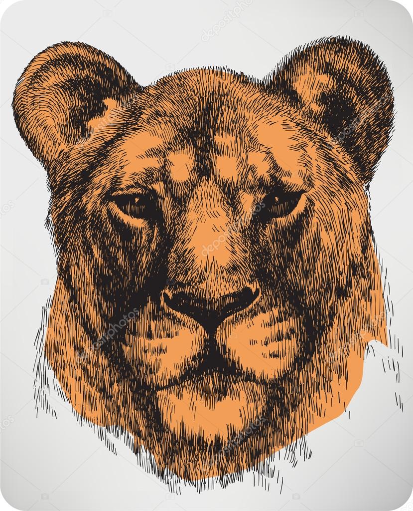 Animal lioness, hand-drawing. Vector illustration.