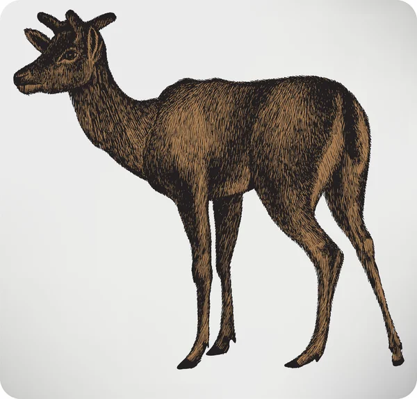 Veado dappled animal com chifres, desenho manual. Vector illustratio — Vetor de Stock