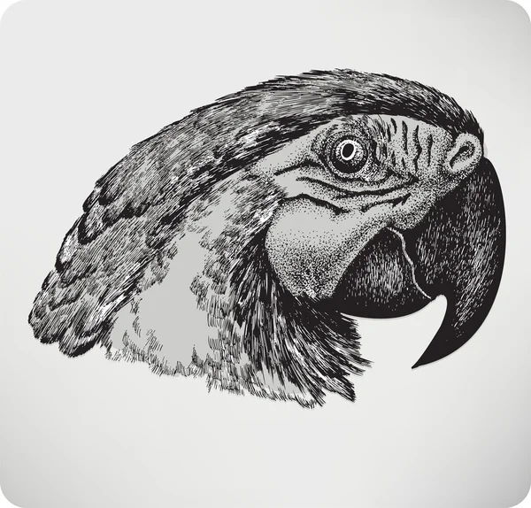 Vogel Papagei, Handzeichnung, Vektorillustration. — Stockvektor