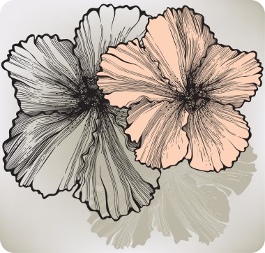 hibiscus çiçek çiçek açan, el çizimi. vektör çizim.