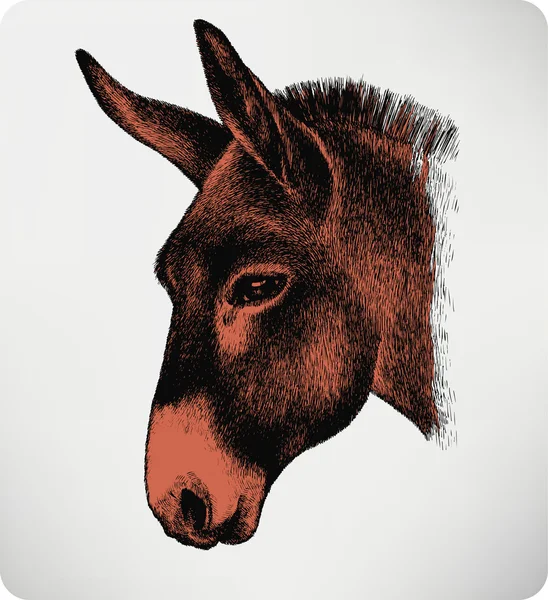 Burro animal, desenho à mão. Ilustração vetorial . —  Vetores de Stock