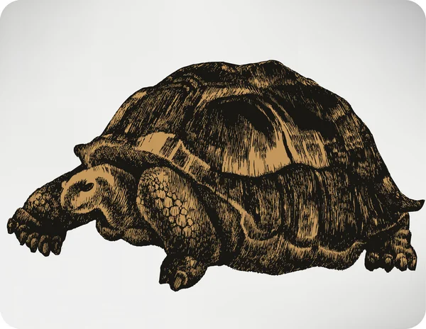Tartaruga animal, desenho à mão. Ilustração vetorial . — Vetor de Stock