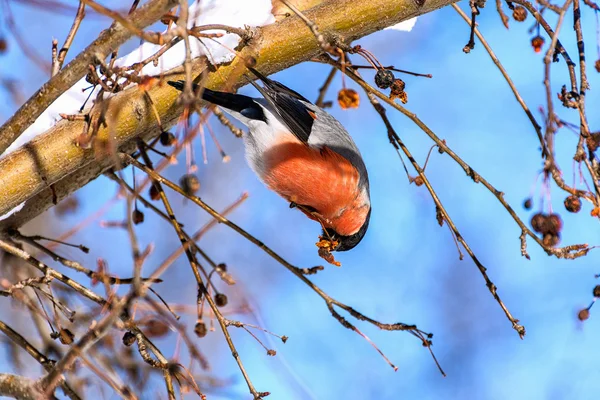 Bullfinch — Stock Photo, Image