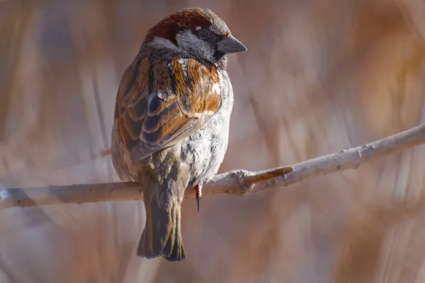 Sparrow — Stock Photo, Image