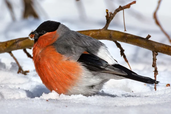 Bullfinch — Stock Photo, Image