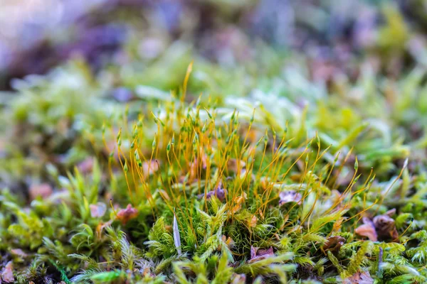 Moss — Stock Photo, Image