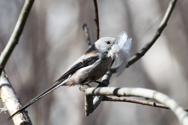 Long-tailed Tit — Stock Photo, Image