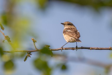 Stonechat
