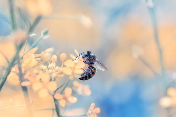 Bee and flower. — Stock Photo, Image