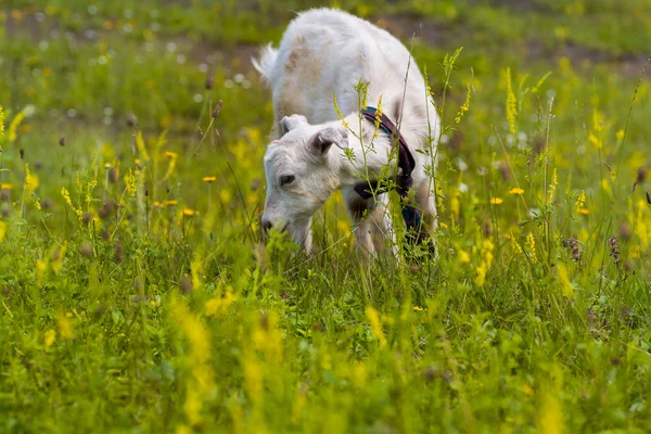 Cabras — Foto de Stock