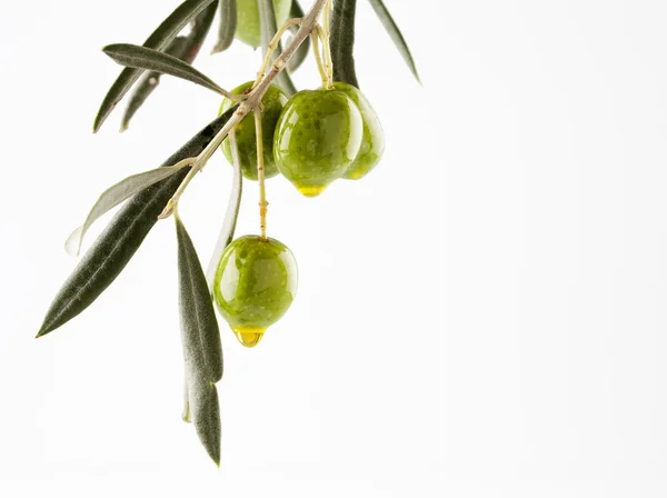 Olivová ratolest s olivami — Stock fotografie