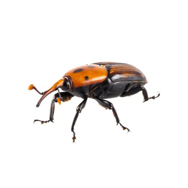 Kırmızı palmiye Weevil'ı
