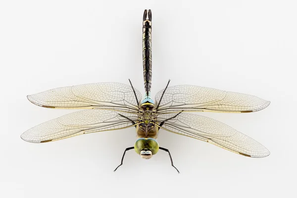 Dragonfly geïsoleerd — Stockfoto