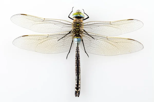 Dragonfly isolerade — Stockfoto