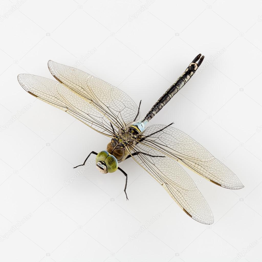 Dragonfly isolated