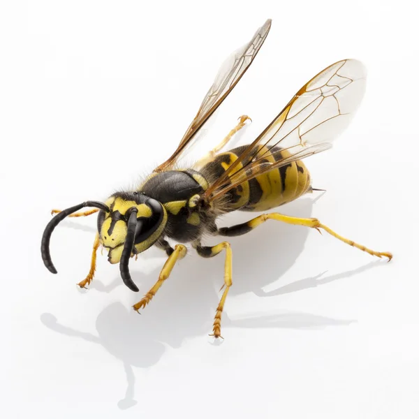 Wasp isolated — Stock Photo, Image