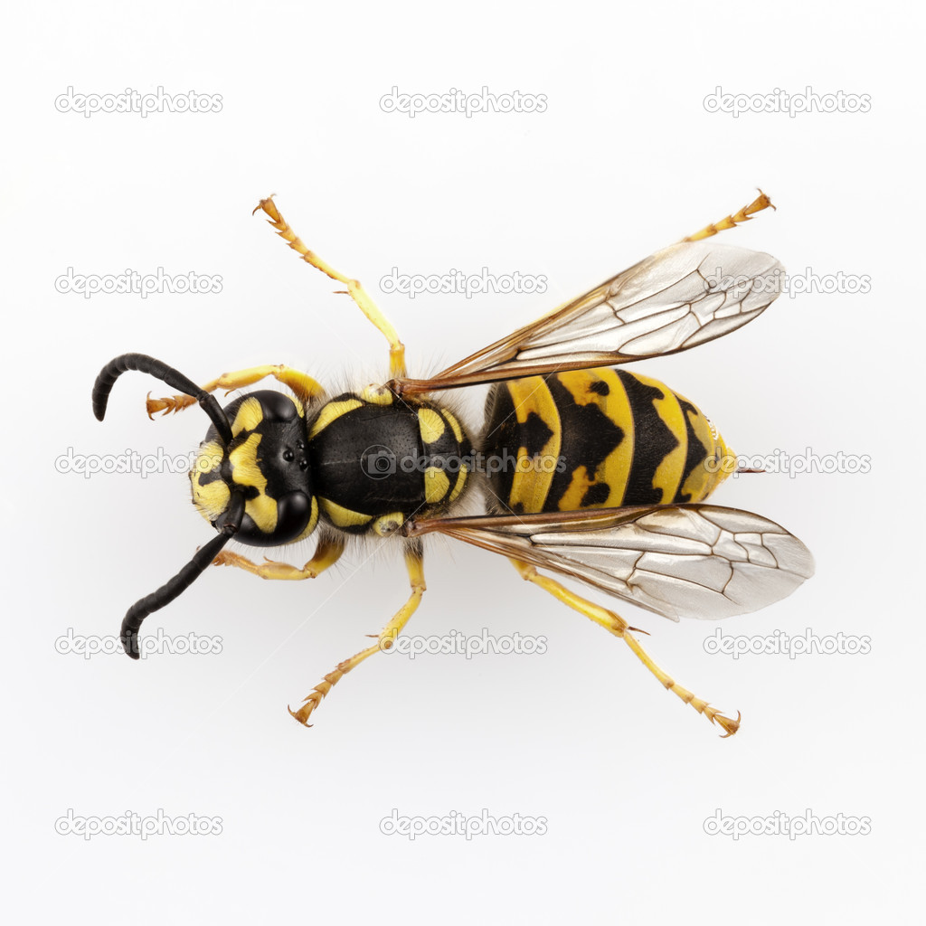 Wasp isolated