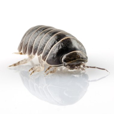hap-böcek armadillidium vulgare