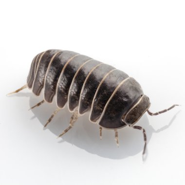 hap-böcek armadillidium vulgare