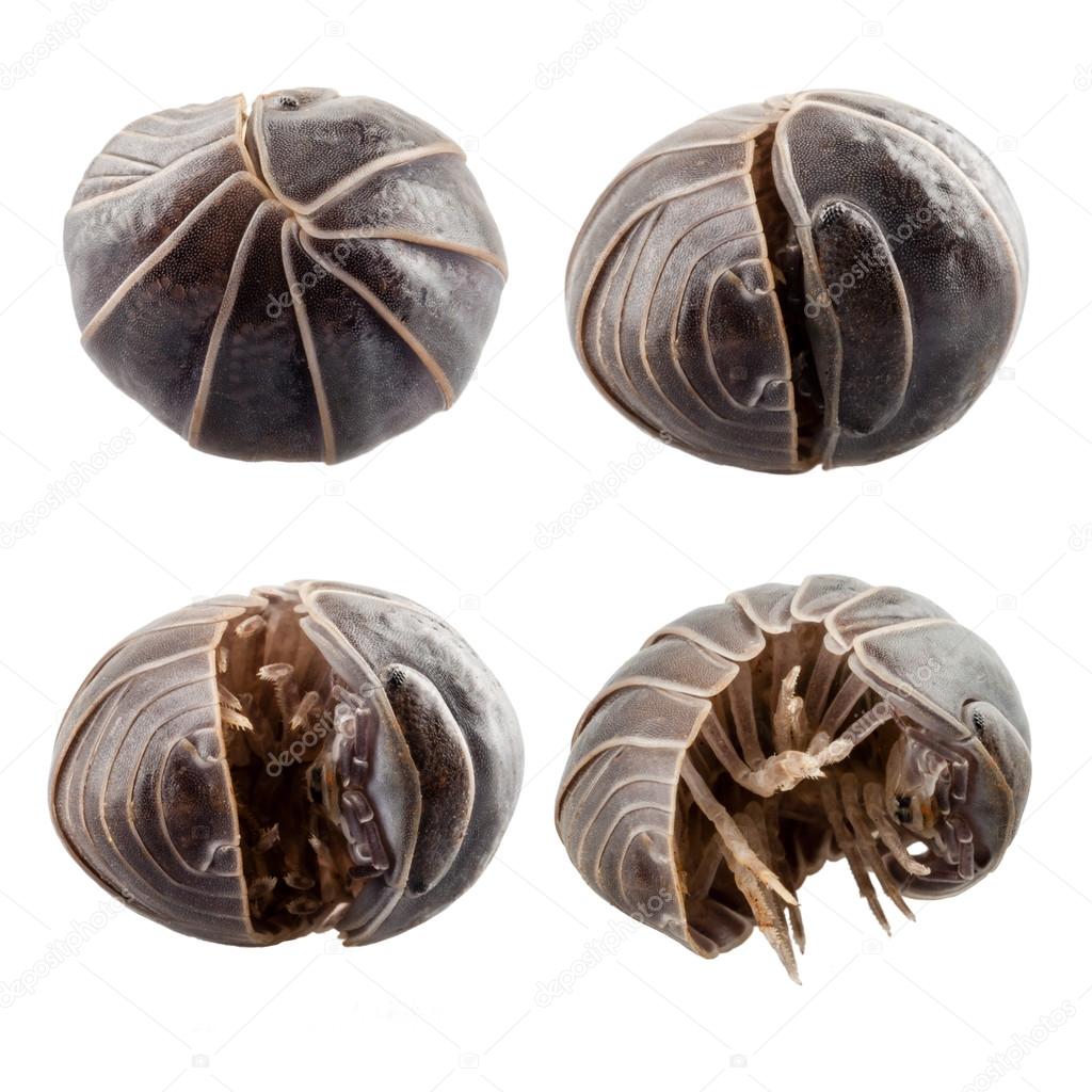 Pill-bug armadillidium vulgare
