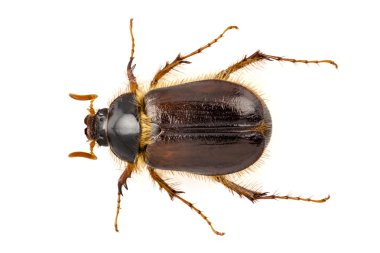 cockchafer veya Haziran böceği 