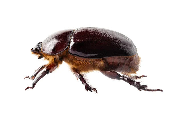 Escarabajo rinoceronte europeo hembra "Oryctes nasicornis" especie — Foto de Stock