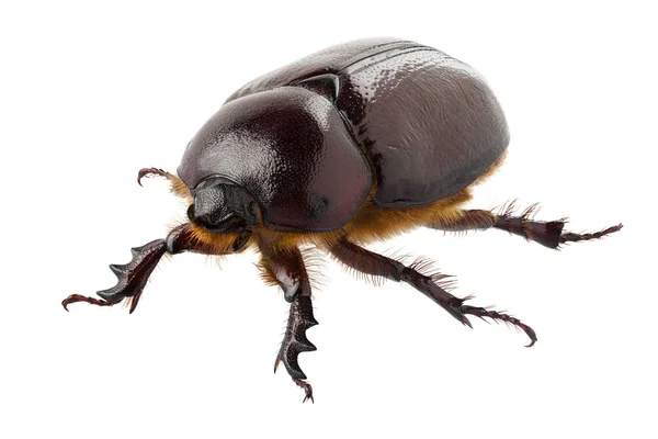 European rhinoceros beetle female "Oryctes nasicornis" species — Stock Photo, Image