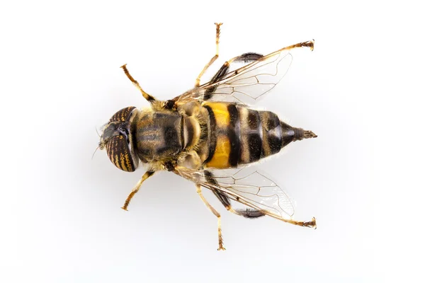 Eristalinus taeniops blomflugor isolerade oin vit bakgrund — Stockfoto