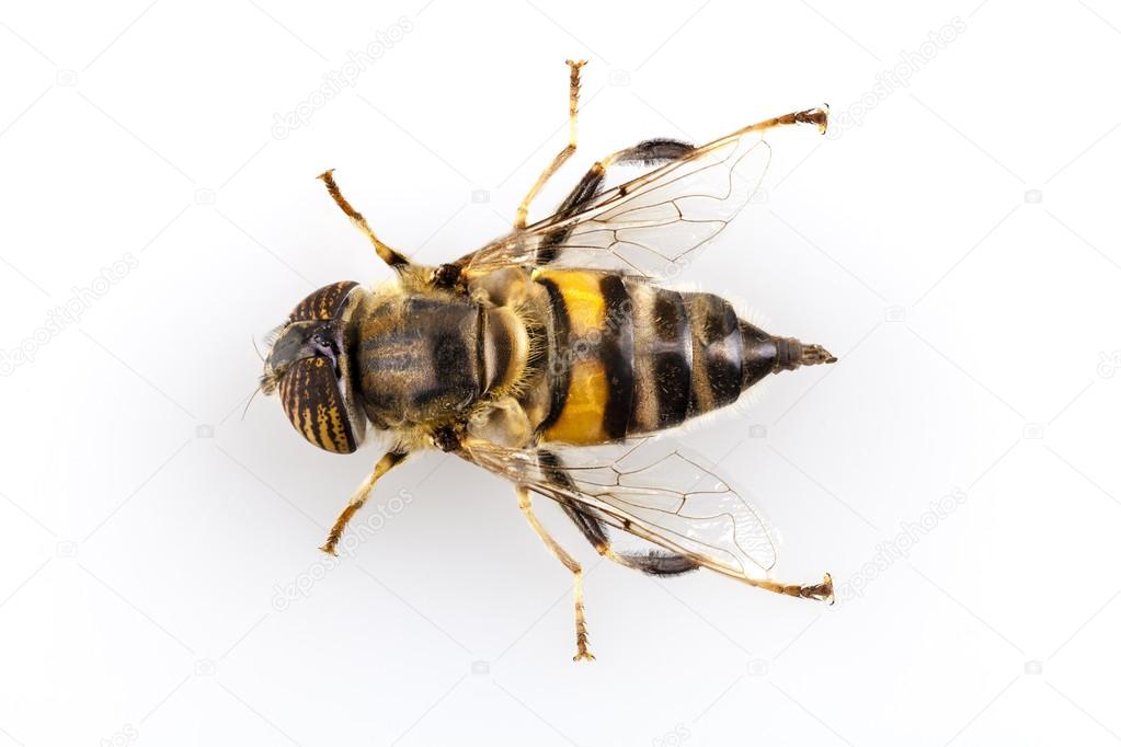 Eristalinus taeniops hoverfly isolated oin white background
