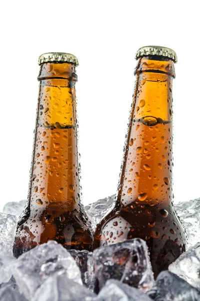 Cervezas sobre hielo — Foto de Stock