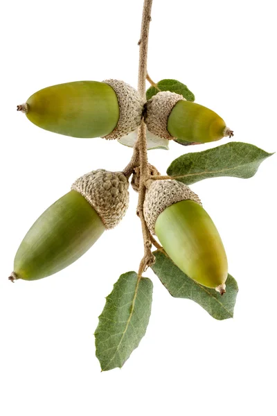 Holm дубова гілка з жолудями — стокове фото