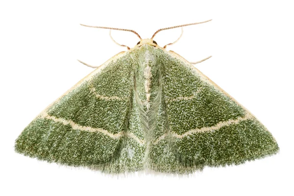 Green moth chlorissa etruscaria — Stock Photo, Image