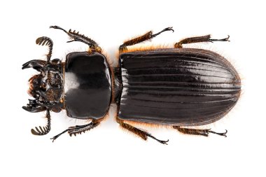 böcek aceraius grandis