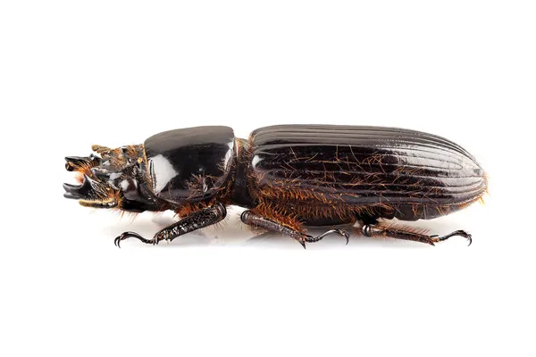 Beetle Aceraius grandis — Stock Photo, Image