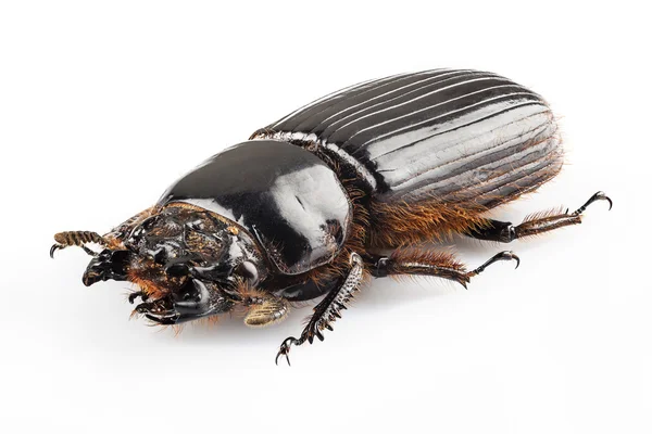 Escarabajo Aceraius grandis — Foto de Stock