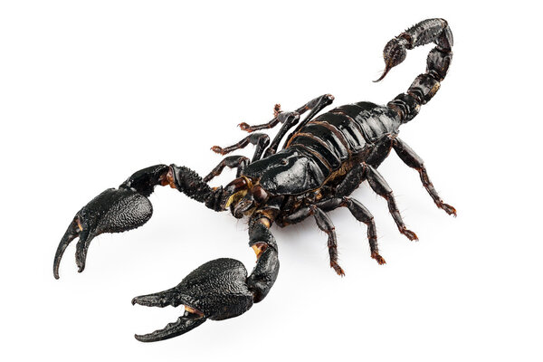 Чёрный скорпион Гетерометрус голубой
