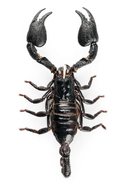 Zwarte scorpio soorten heterometrus cyaneus — Stockfoto