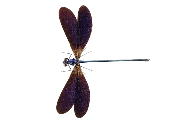 Modrá vážka druhů vestalis luctuosa — Stock fotografie