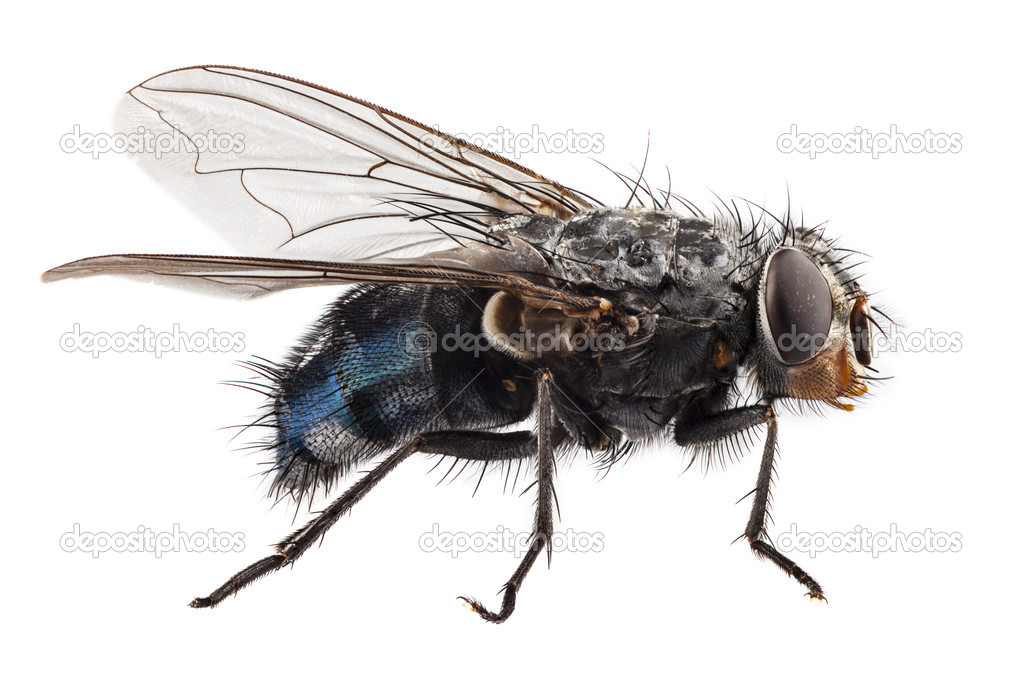 Blue bottle fly species calliphora vomitoria