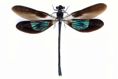 kahverengi ve yeşil kanatlı yusufçuk