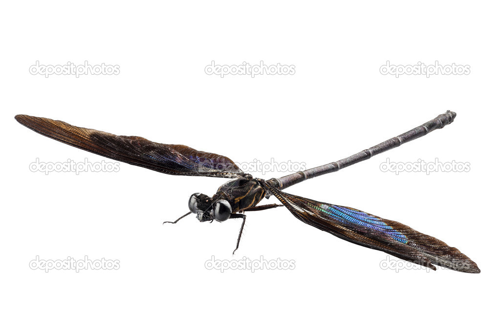 Dragonfly with green and brown wings