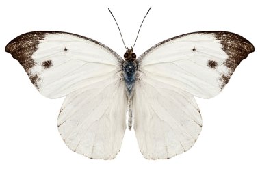 Beyaz kelebek