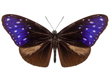kahverengi, mavi ve mor kelebek türleri euploea mulciber
