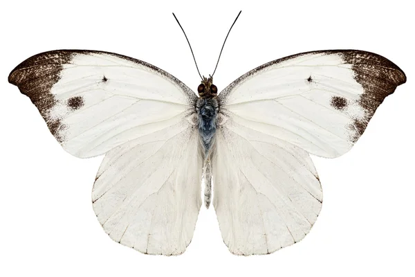 Weißer Schmetterling — Stockfoto